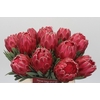 Protea Venus