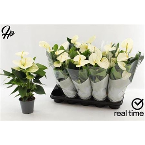 Anthurium (Andreanum Grp) Cocos
