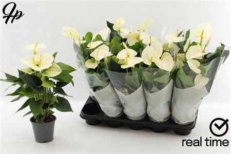 <h4>Anthurium (Andreanum Grp) Cocos</h4>