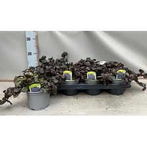 Ajuga reptans   ...