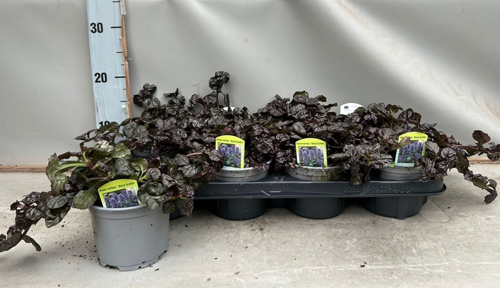 <h4>Ajuga reptans   ...</h4>