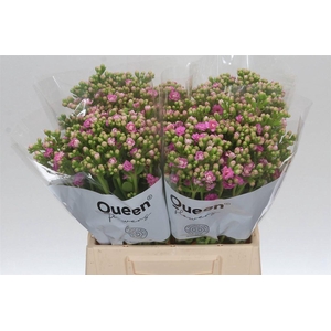 Kalanchoe Taffy Pink Meadow