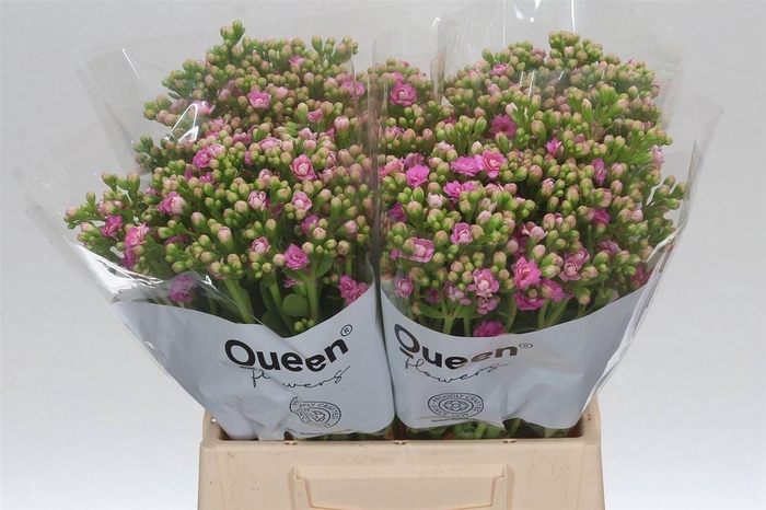 <h4>Kalanchoe Taffy Pink Meadow</h4>