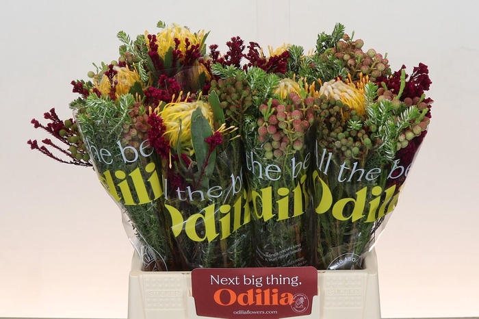 <h4>BQ Nutans Joti SFB</h4>