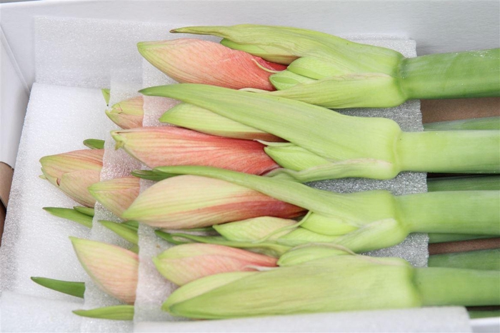 <h4>Hipp Ga Desire</h4>