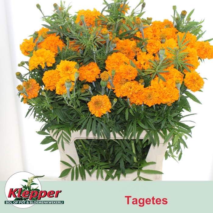 <h4>TAG E PROMISE ORANGE</h4>