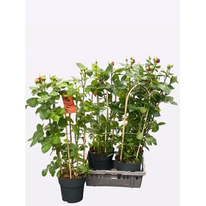 ROSA FL GRAND SELECT