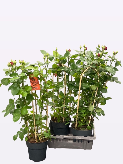 <h4>ROSA FL GRAND SELECT</h4>