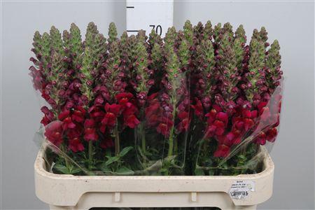 <h4>Antir Cool Crimson</h4>