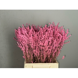 PF Lavender Bs Pink