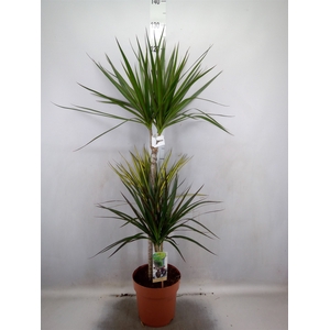 Dracaena marg.   ..mix 3