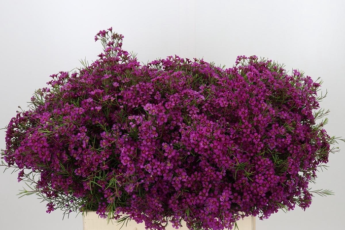<h4>Chamelaucium Purple Rain</h4>