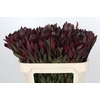 Leucadendron Saf Sunset Dark R.