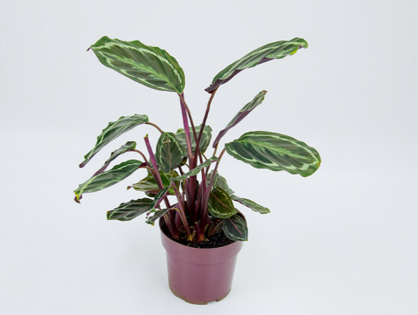 <h4>CALATHEA MEDALLION P17</h4>