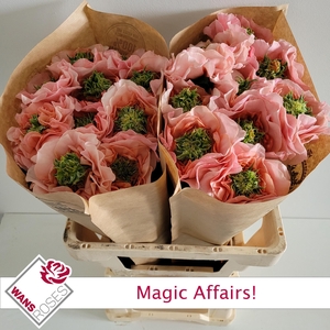 R GR MAGIC AFFAIRS!