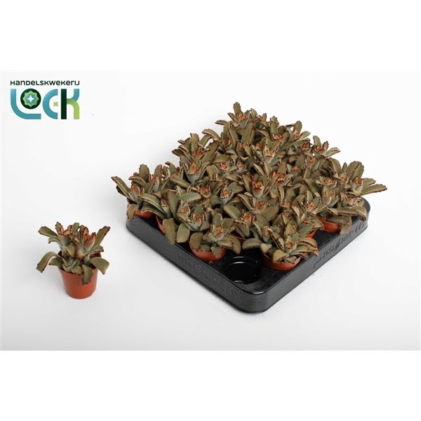 <h4>Kalanchoë Tomentosa brown</h4>