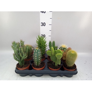 Cactus   ...mix