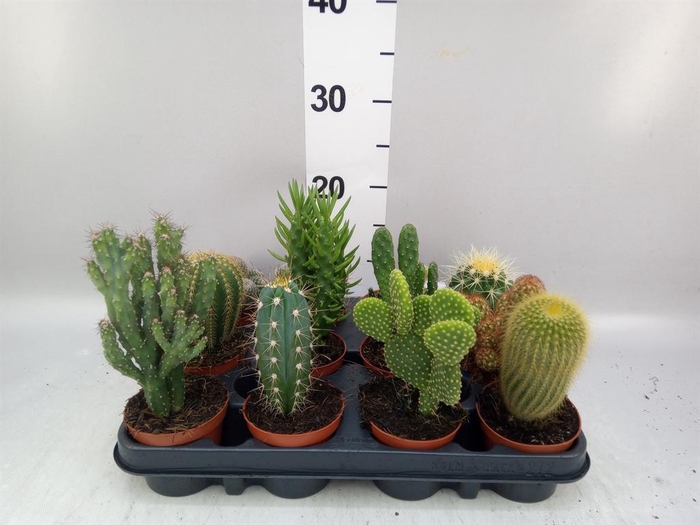 <h4>Cactus   ...mix</h4>