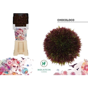 Gerbera Pomponi Chocoloco Diamond