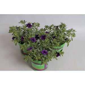 Calibrachoa Dark Blue