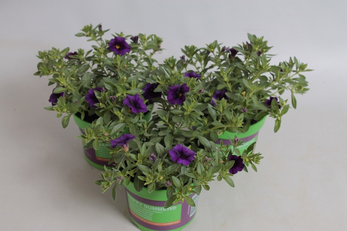 <h4>Calibrachoa Dark Blue</h4>