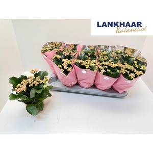 KAL GE PERFECTA PINK