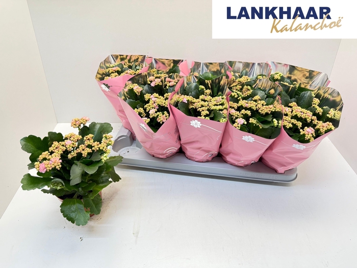 <h4>KAL GE PERFECTA PINK</h4>