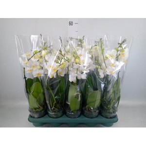 Phalaenopsis multi.   ...white