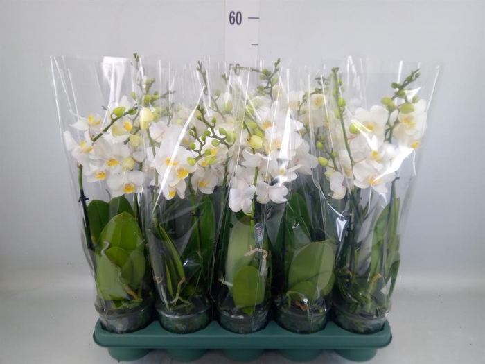 <h4>Phalaenopsis multi.   ...white</h4>