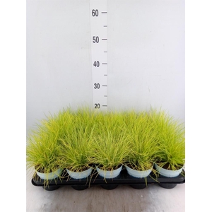 Festuca glauca 'Amigold'