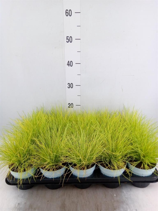 <h4>Festuca glauca 'Amigold'</h4>