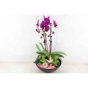 arr2 PL - Ebbischaal phal. x2 lila