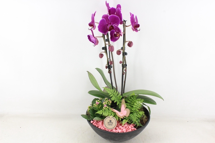 <h4>arr2 PL - Ebbischaal phal. x2 lila</h4>