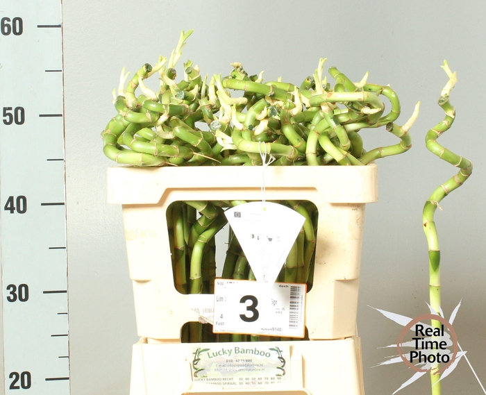 <h4>DRAC LUCKY BAMBOO</h4>