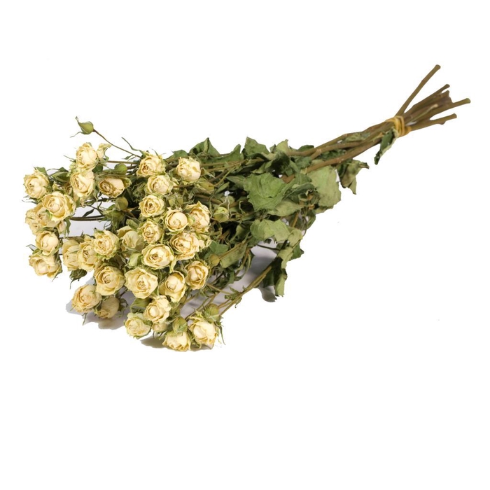 <h4>Roses Spray Natural White</h4>