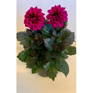 DAHLIA-HYBRID p17