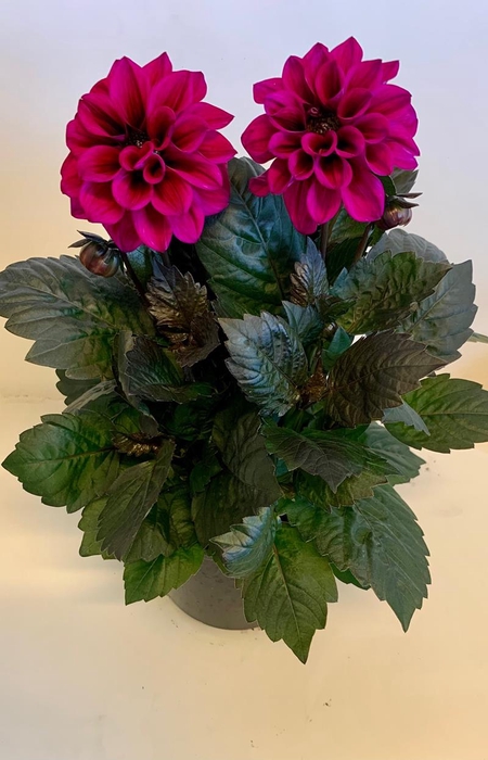 <h4>DAHLIA-HYBRID p17</h4>
