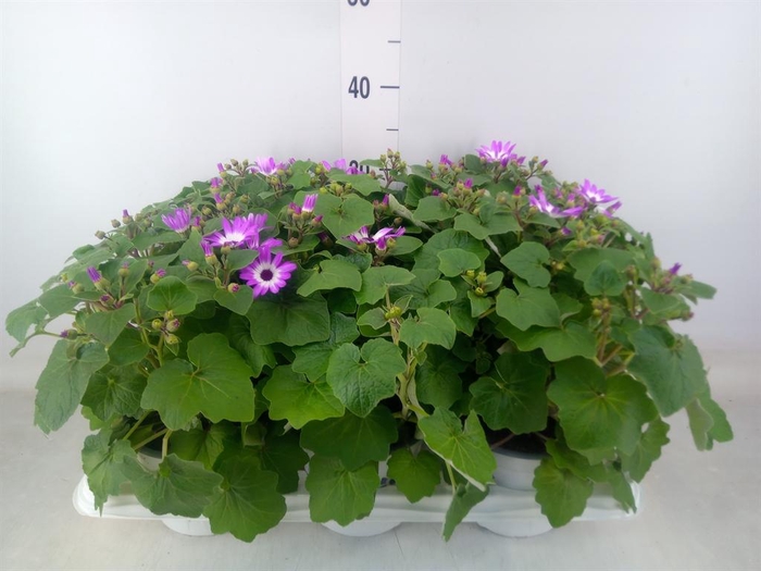 <h4>Pericallis cr. 'Senetti Magenta Bi'</h4>