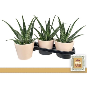 Aloe Vera 15Ø 20cm