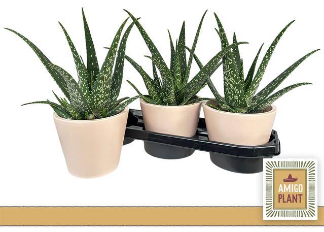 Aloe Vera 15Ø 20cm