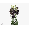 Lisianthus Rosanne Black Pearl