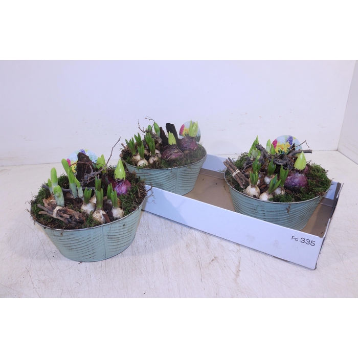 <h4>ARR BOL KNOLGEWAS</h4>