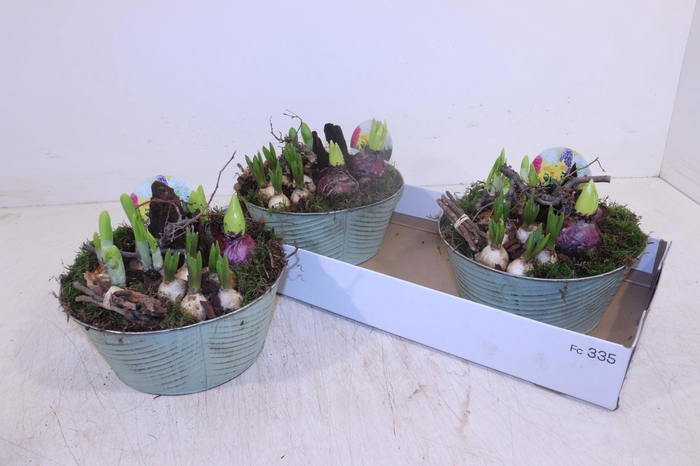 <h4>ARR BOL KNOLGEWAS</h4>