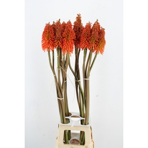 KNIPHOFIA XXL