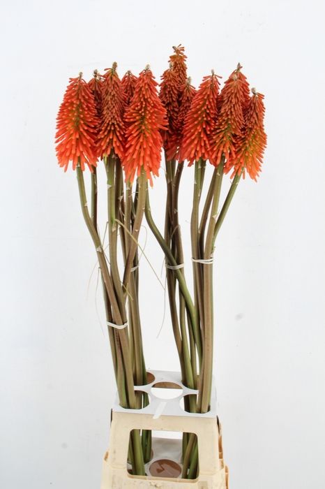 <h4>KNIPHOFIA XXL</h4>