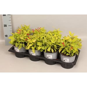 Kruiden I Salvia Honey Melon