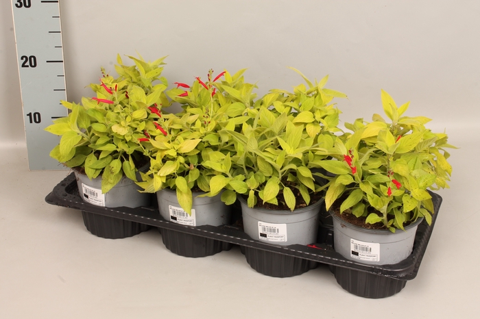 <h4>Kruiden I Salvia Honey Melon</h4>