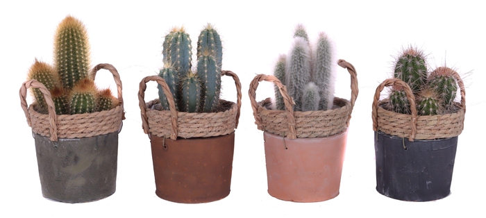<h4>Cactus mix 12 cm in kiribati pot</h4>