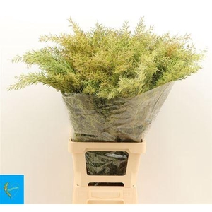 Acacia Bl Cl Lune Bs