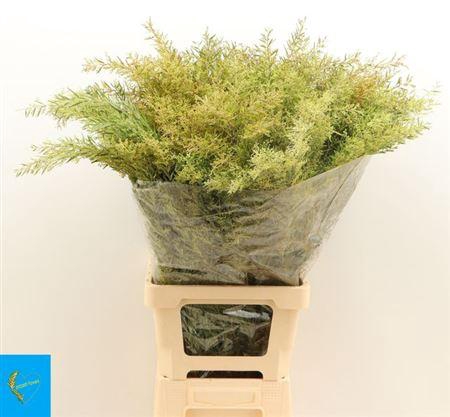 <h4>Acacia Bl Cl Lune Bs</h4>